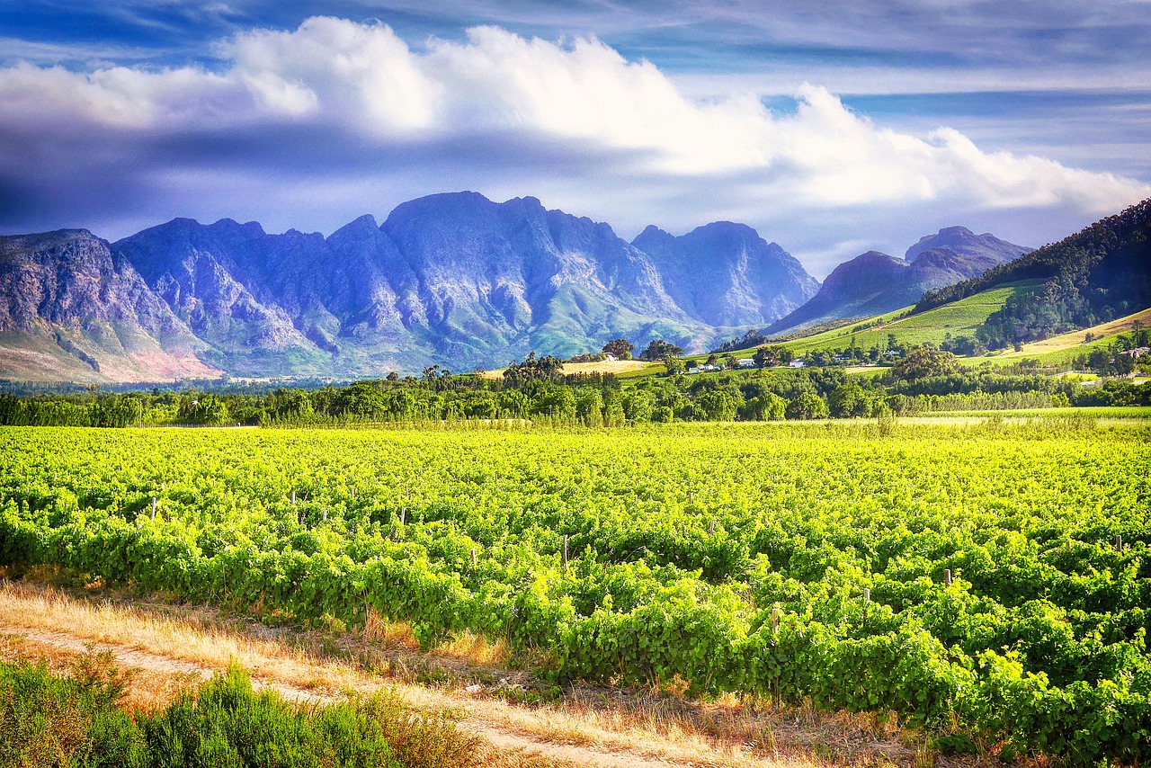 Wine Lands